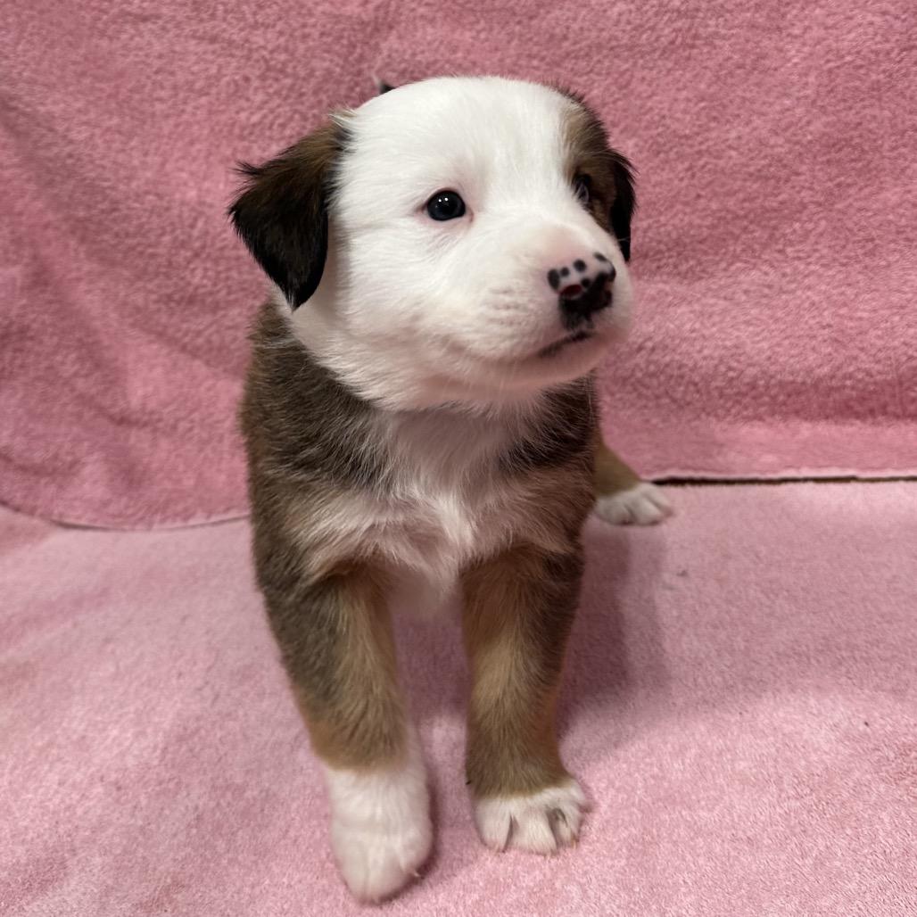 Enlarge Ram, a Adoptable mixed breed in Puslinch, ON image 3/6