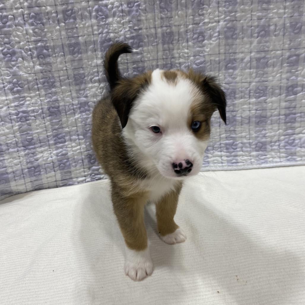 Enlarge Ram, a Adoptable mixed breed in Puslinch, ON image 4/6