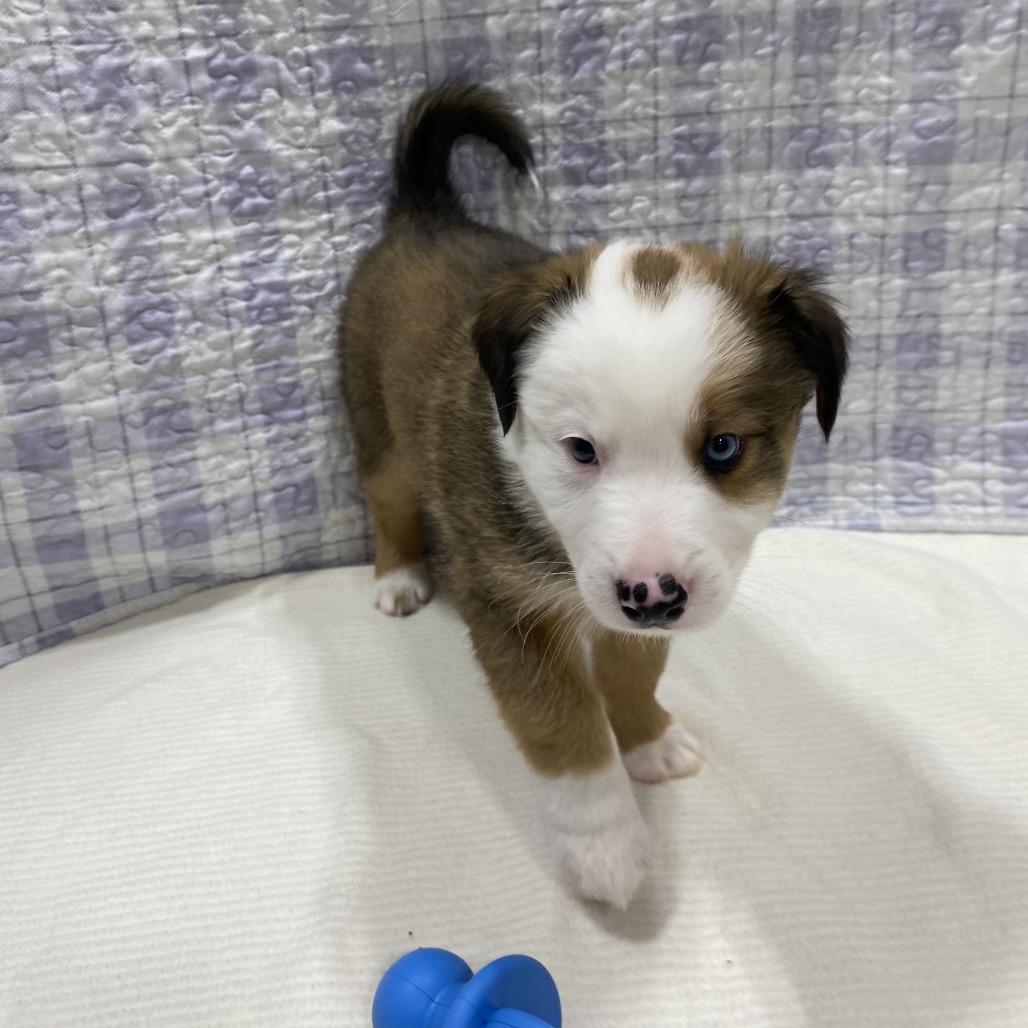 Enlarge Ram, a Adoptable mixed breed in Puslinch, ON image 5/6