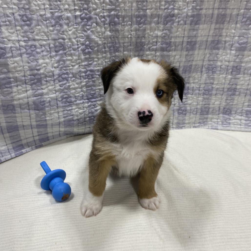 Enlarge Ram, a Adoptable mixed breed in Puslinch, ON image 6/6