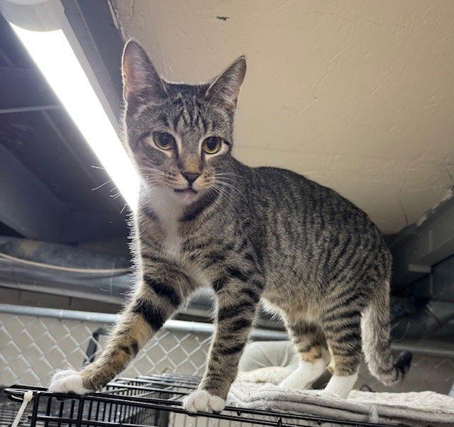 Hamilton — thumbnail 2