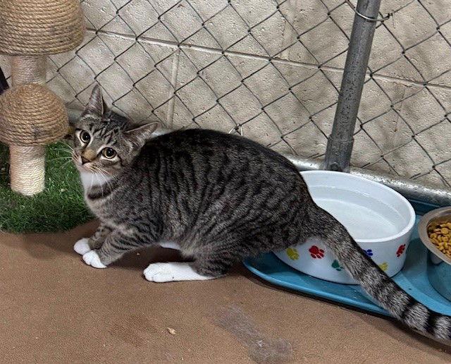 Hamilton — thumbnail 3