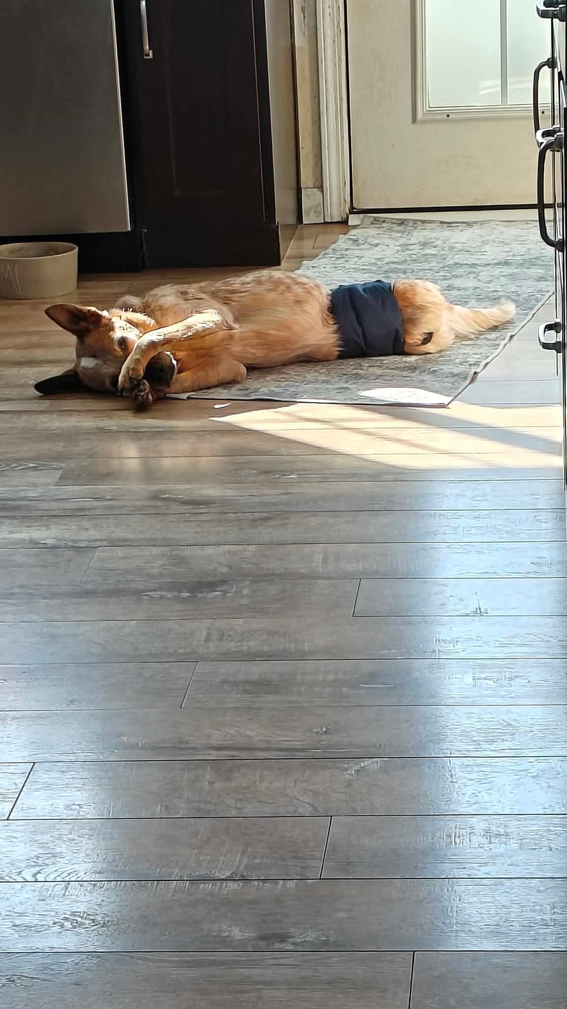 Enlarge Willie, a ADOPTABLE Mixed Breed in Rochester , NY image 3/4