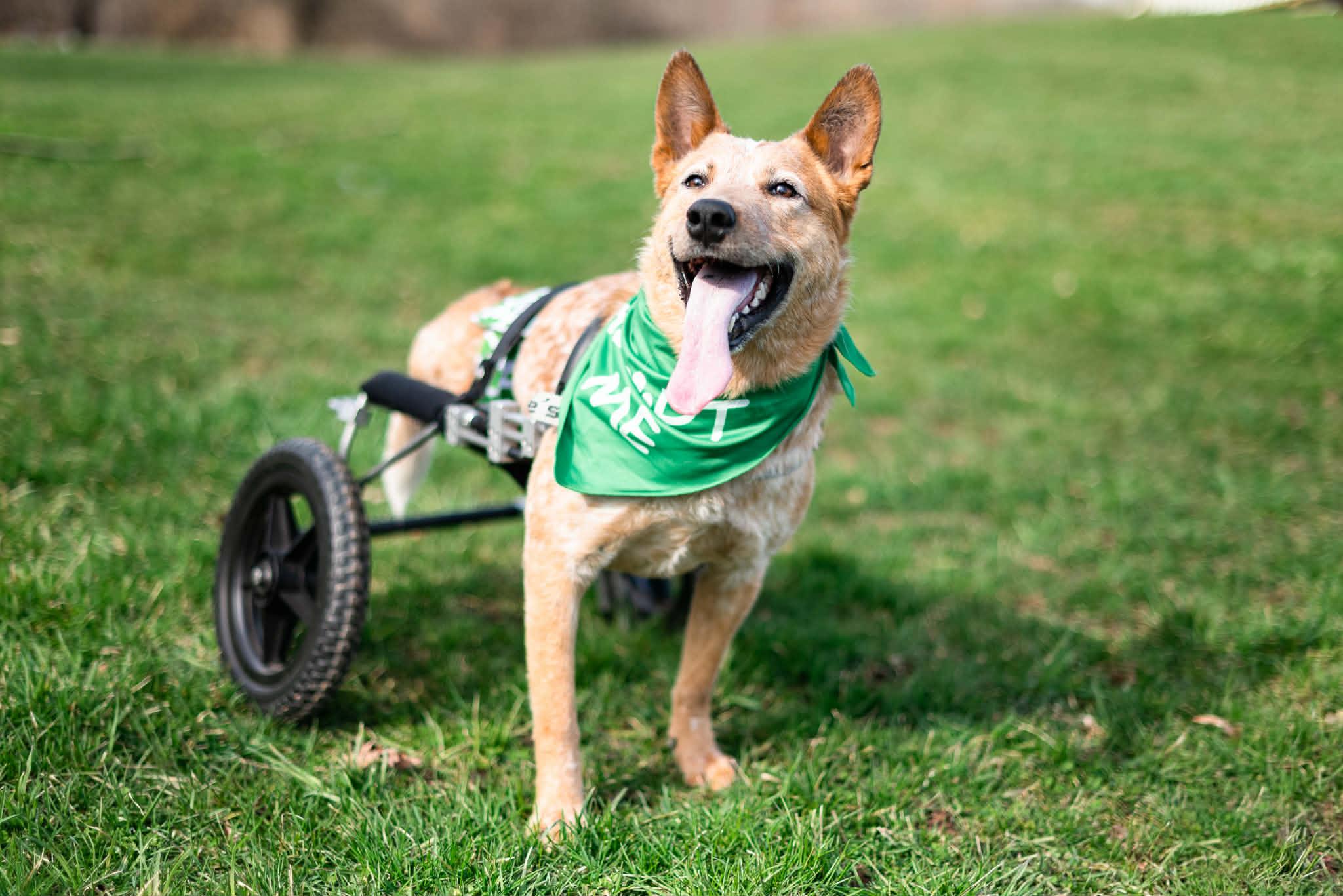 Enlarge Willie, a ADOPTABLE Mixed Breed in Rochester , NY image 4/4