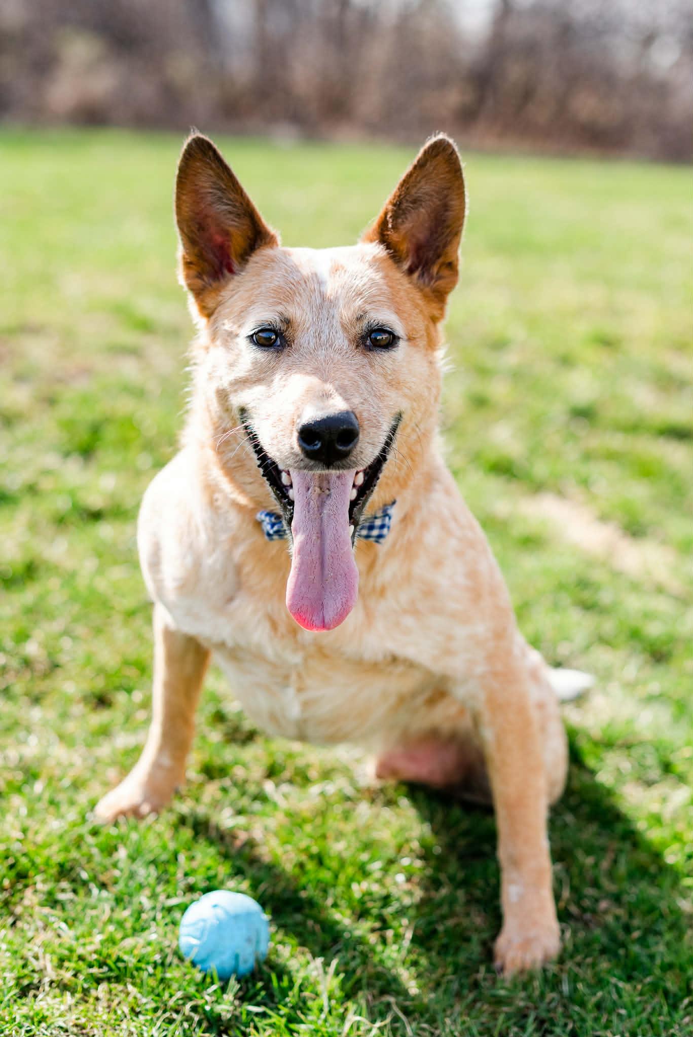 Enlarge Willie, a ADOPTABLE Mixed Breed in Rochester , NY image 2/4