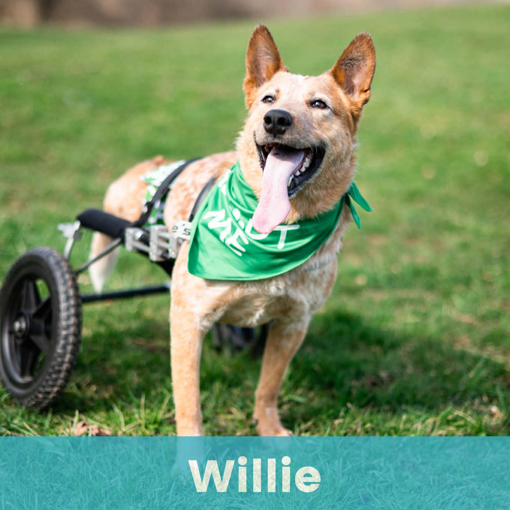 Willie, ADOPTABLE, Adult Male Mixed Breed.