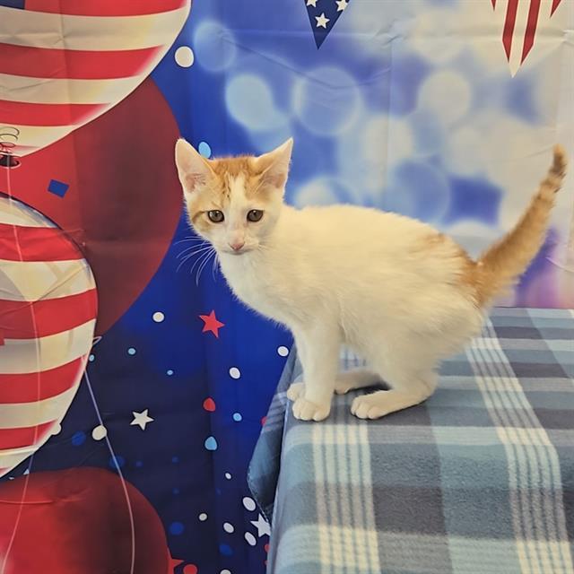 A011315, Adoptable, Kitten Male Domestic Short Hair.