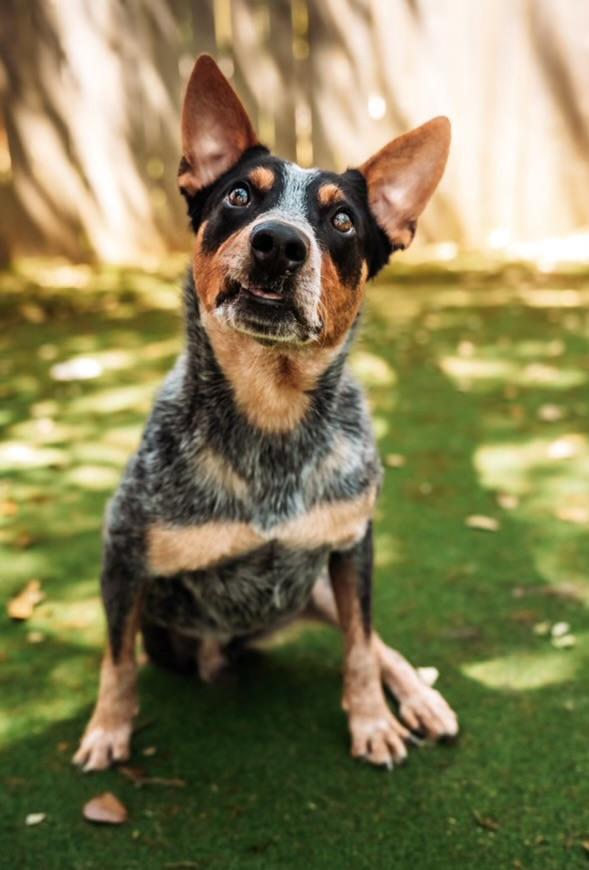 Enlarge Rj, a Adoptable Australian Cattle Dog / Blue Heeler in Pflugerville, TX image 4/5