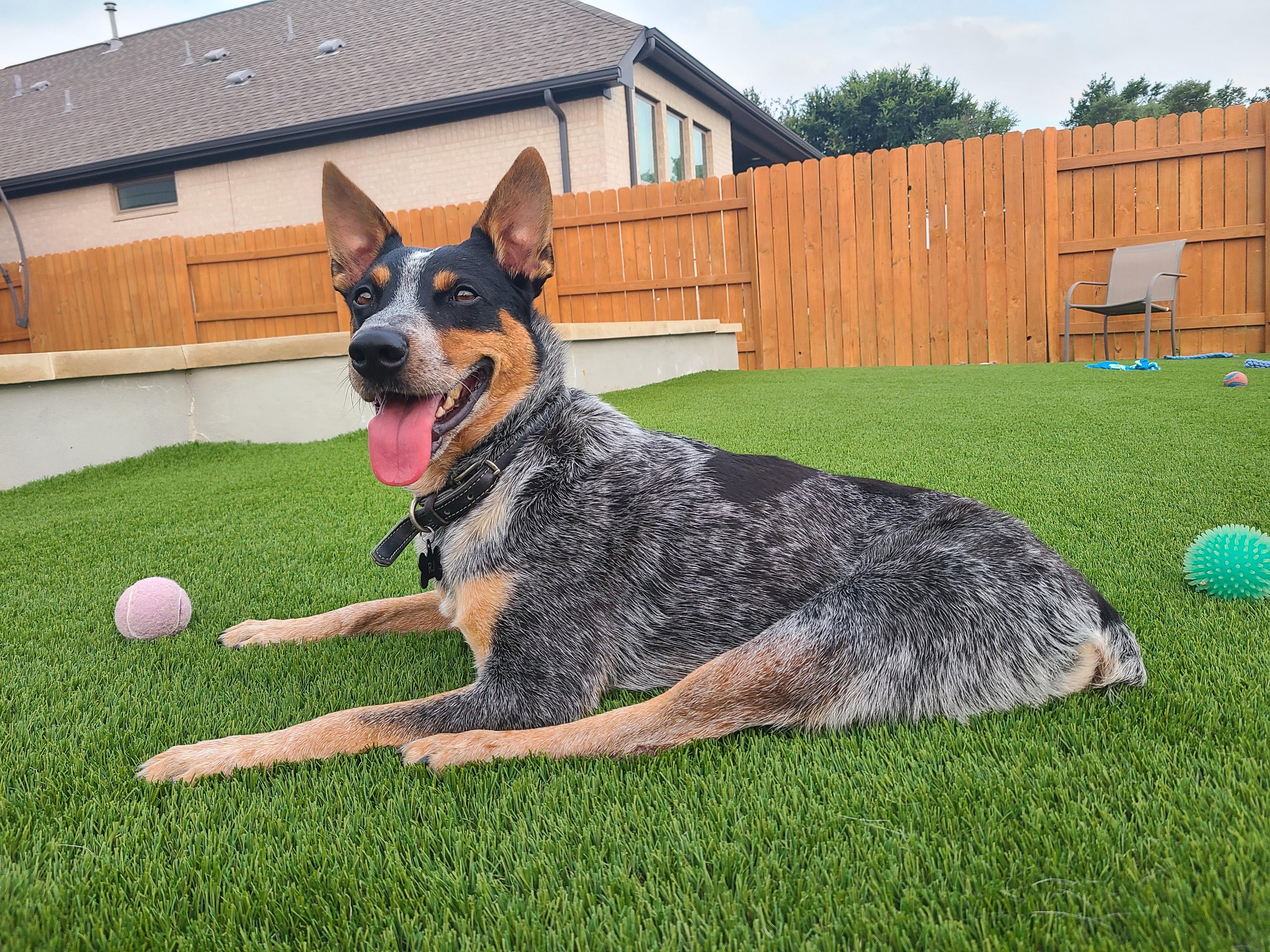 Enlarge Rj, a Adoptable Australian Cattle Dog / Blue Heeler in Pflugerville, TX image 1/5