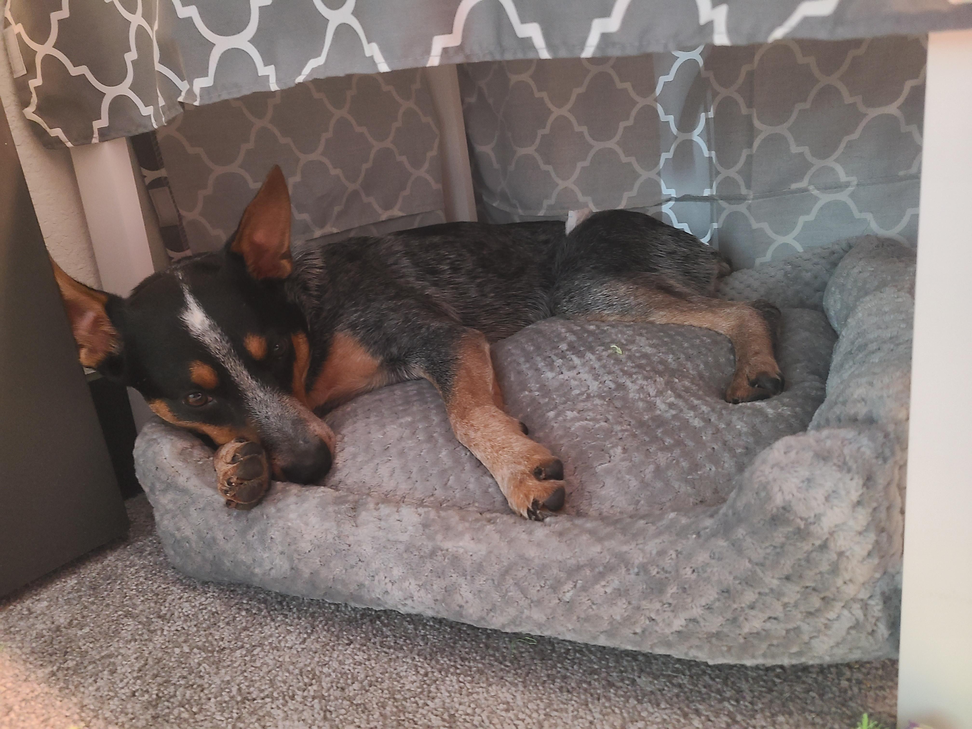 Enlarge Rj, a Adoptable Australian Cattle Dog / Blue Heeler in Pflugerville, TX image 3/5