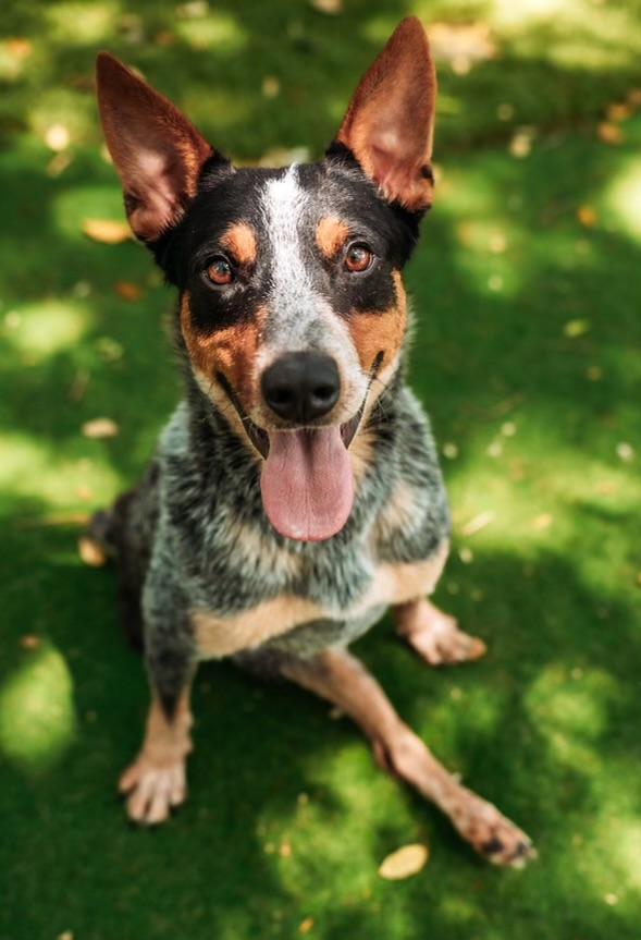 Enlarge Rj, a Adoptable Australian Cattle Dog / Blue Heeler in Pflugerville, TX image 5/5