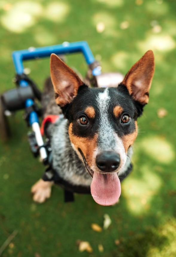 Enlarge Rj, a Adoptable Australian Cattle Dog / Blue Heeler in Pflugerville, TX image 2/5