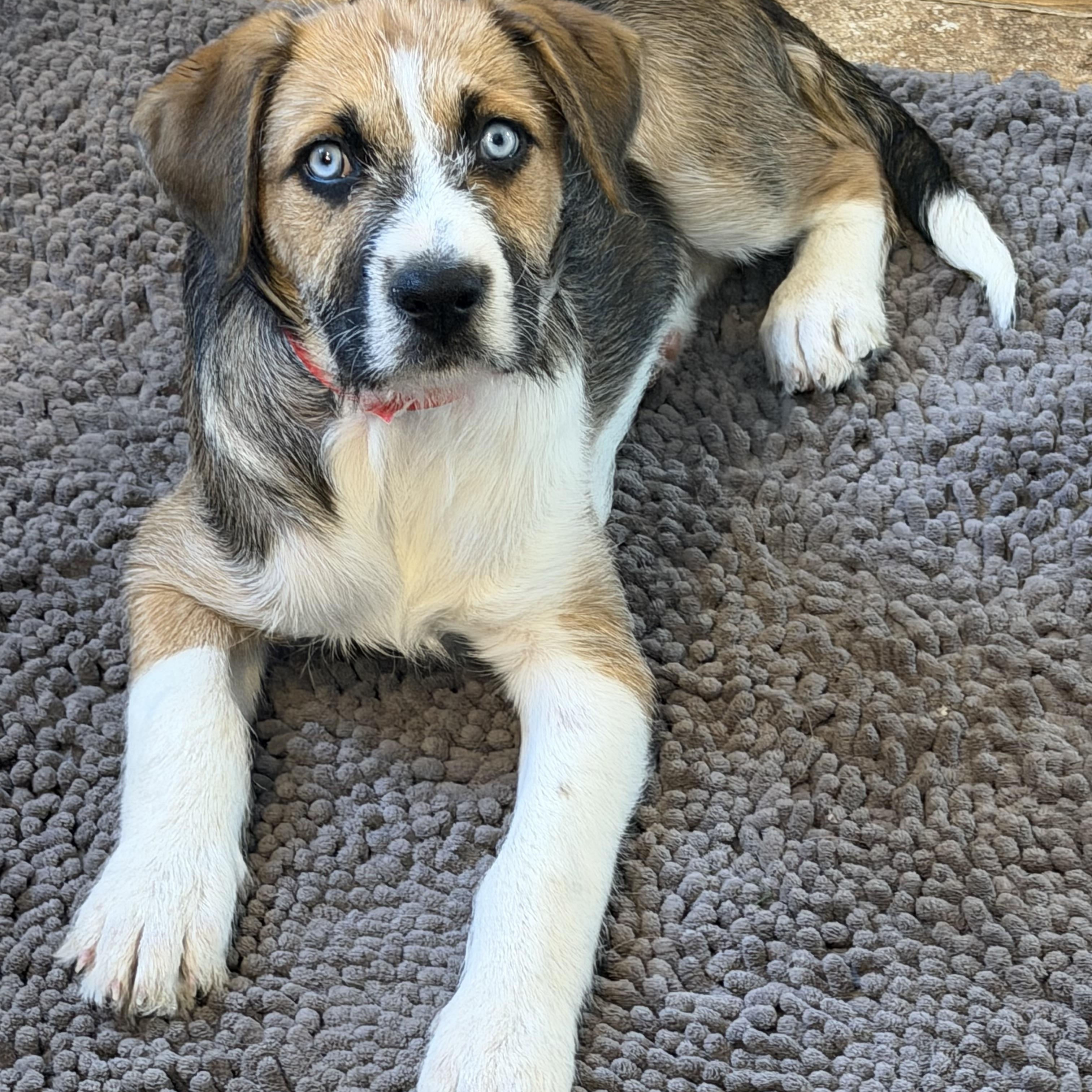 MILLIE, a ADOPTABLE mixed breed in Dumont, NJ image 1/5