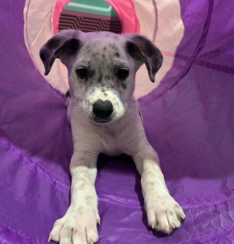 Mick, Adoptable, Puppy Male Australian Cattle Dog / Blue Heeler & Dalmatian.