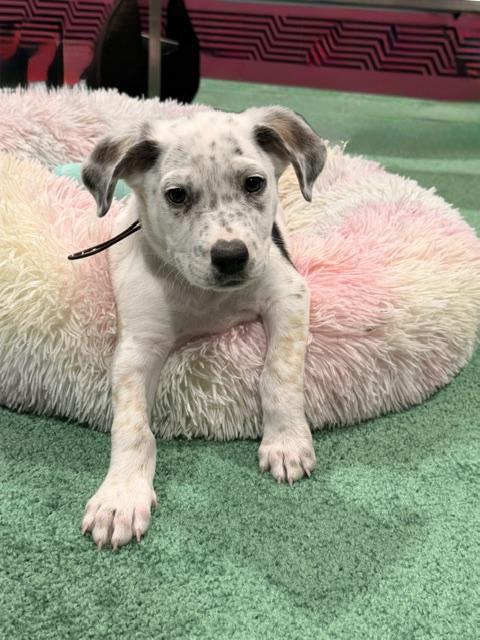 Mick, a Adoptable mixed breed in Henderson, NV image 2/2