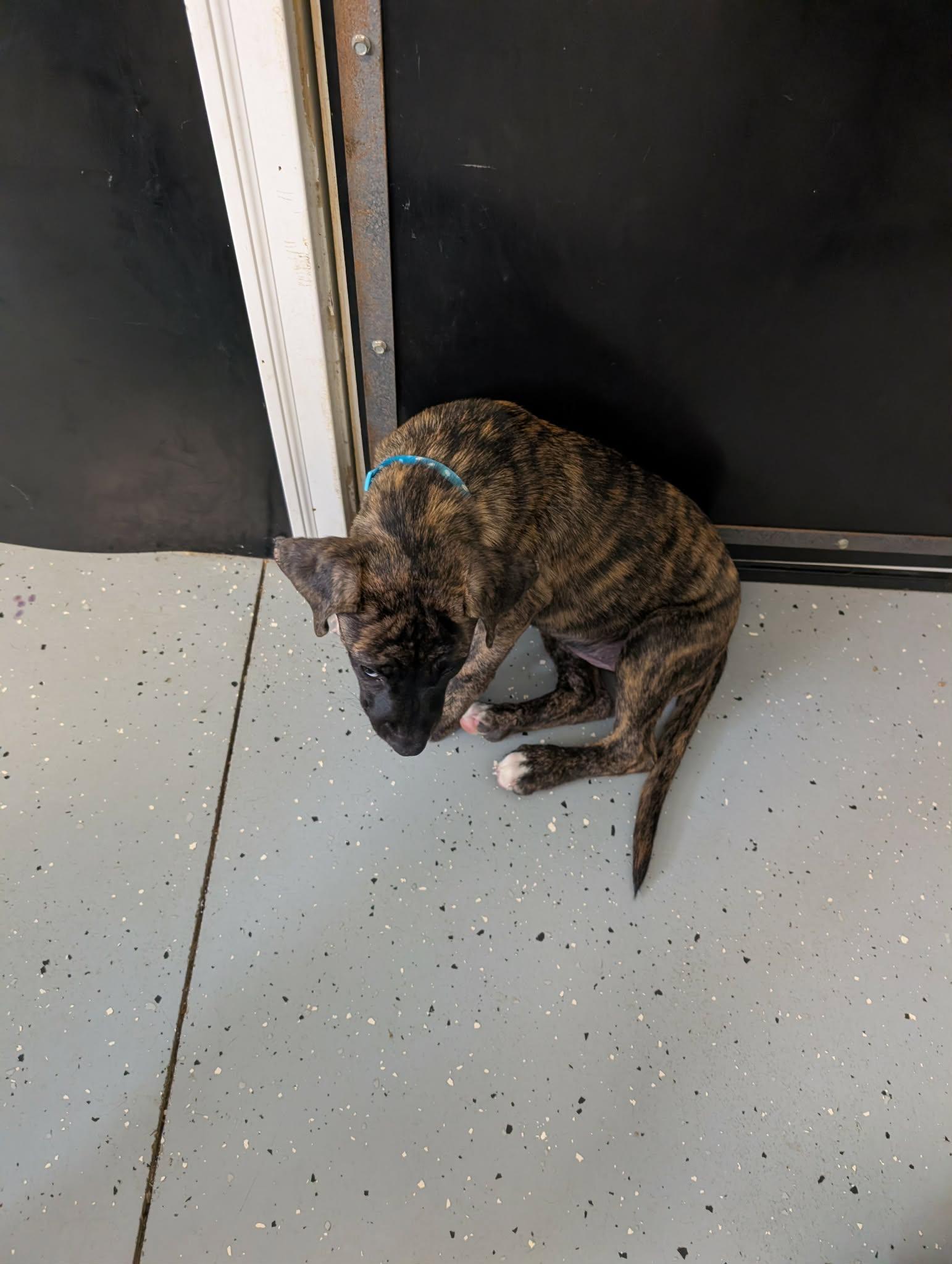 Marbles, Adopted, Puppy Female Plott Hound & Hound.