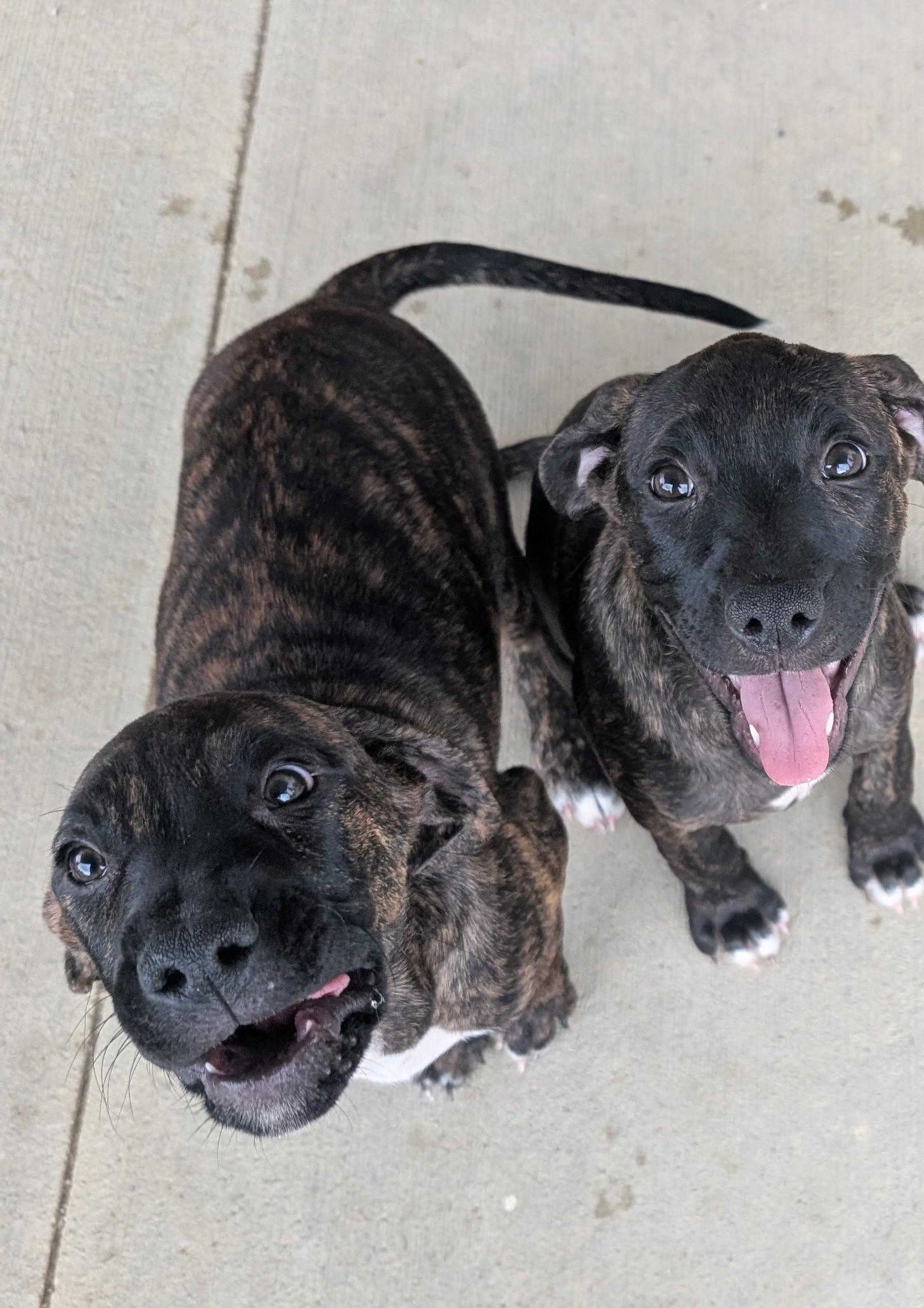 Enlarge Marbles, a Adopted mixed breed in Plain City, OH image 2/4