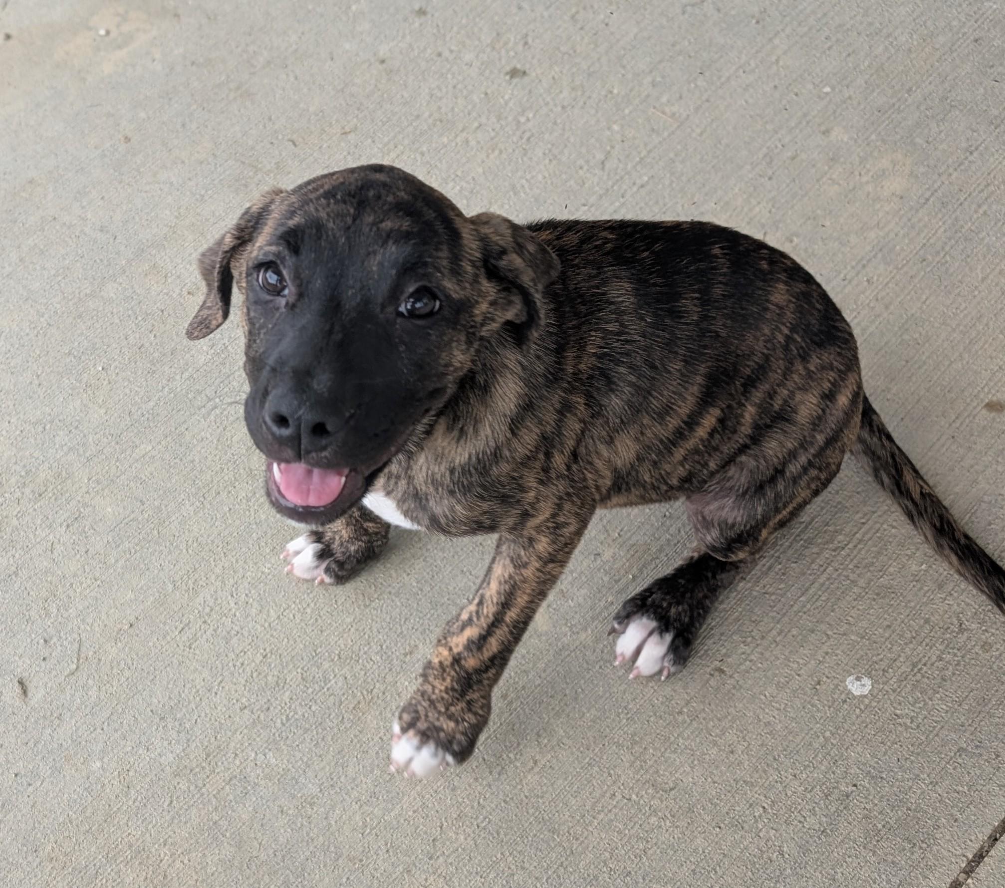 Enlarge Marbles, a Adopted mixed breed in Plain City, OH image 4/4