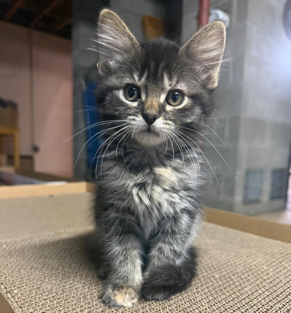 Ethel, Adoptable, Kitten Female Domestic Short Hair.