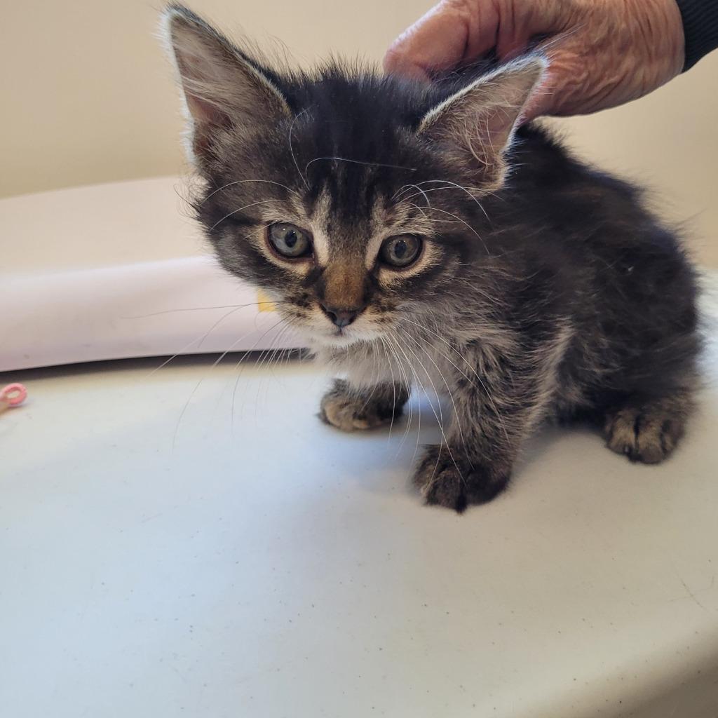 Ethel, a Adoptable mixed breed in Grand Rapids, MN image 2/2