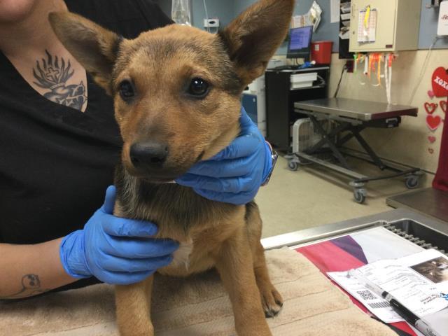 OPHELIA — thumbnail 2