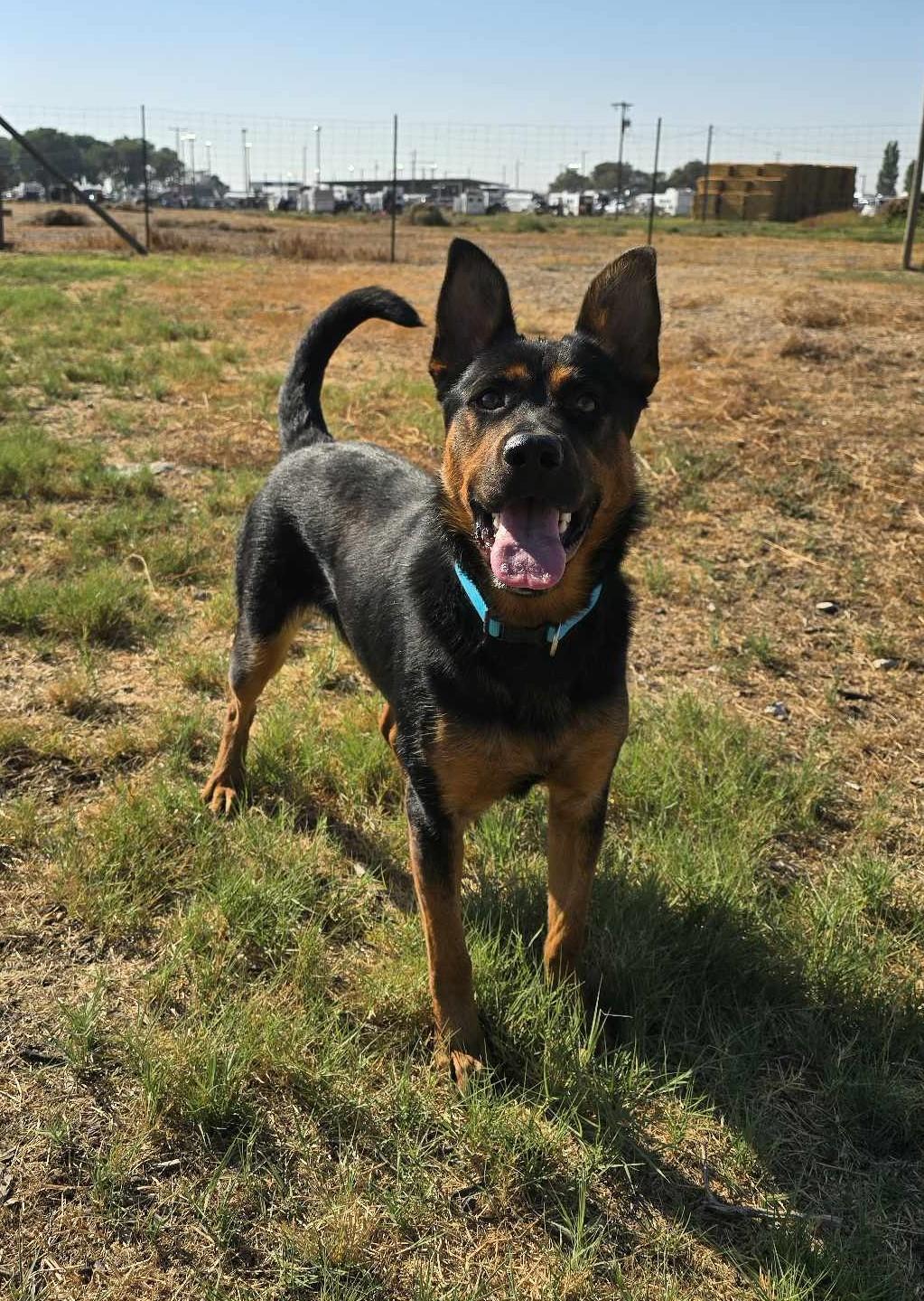 Carnival, a Adoptable mixed breed in Othello, WA image 1/5