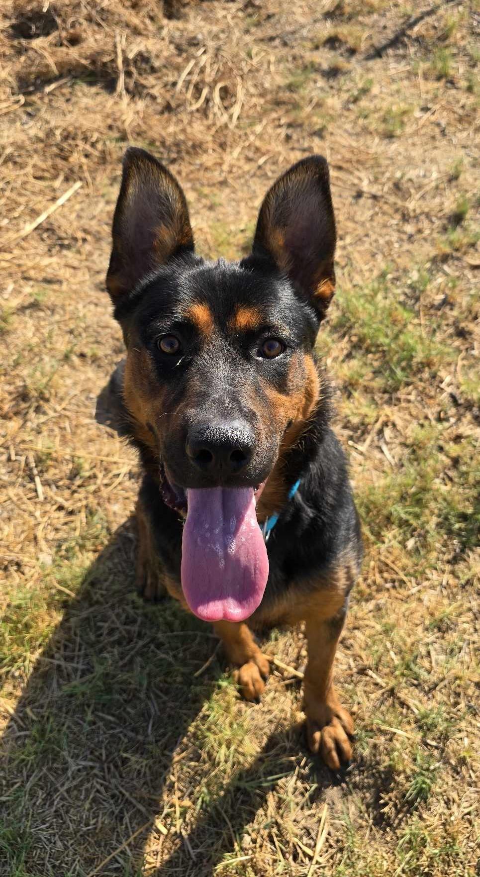 Carnival, a Adoptable mixed breed in Othello, WA image 4/5