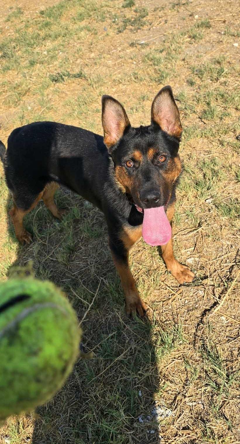 Carnival, a Adoptable mixed breed in Othello, WA image 5/5