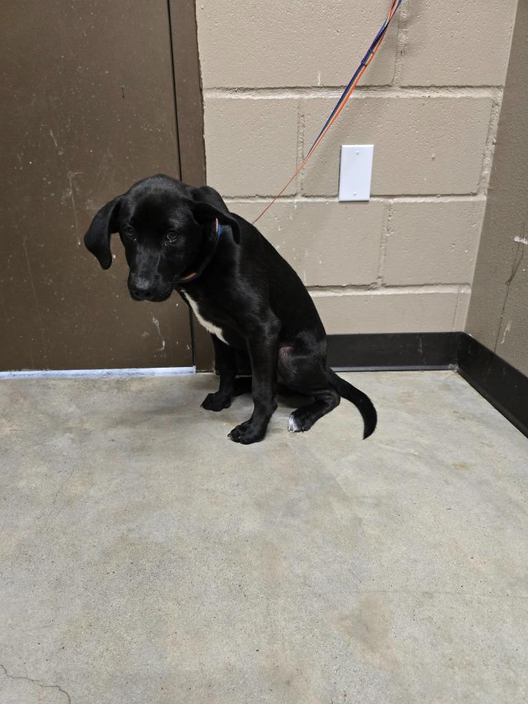 Baloo, Adoptable, Puppy Male Labrador Retriever.