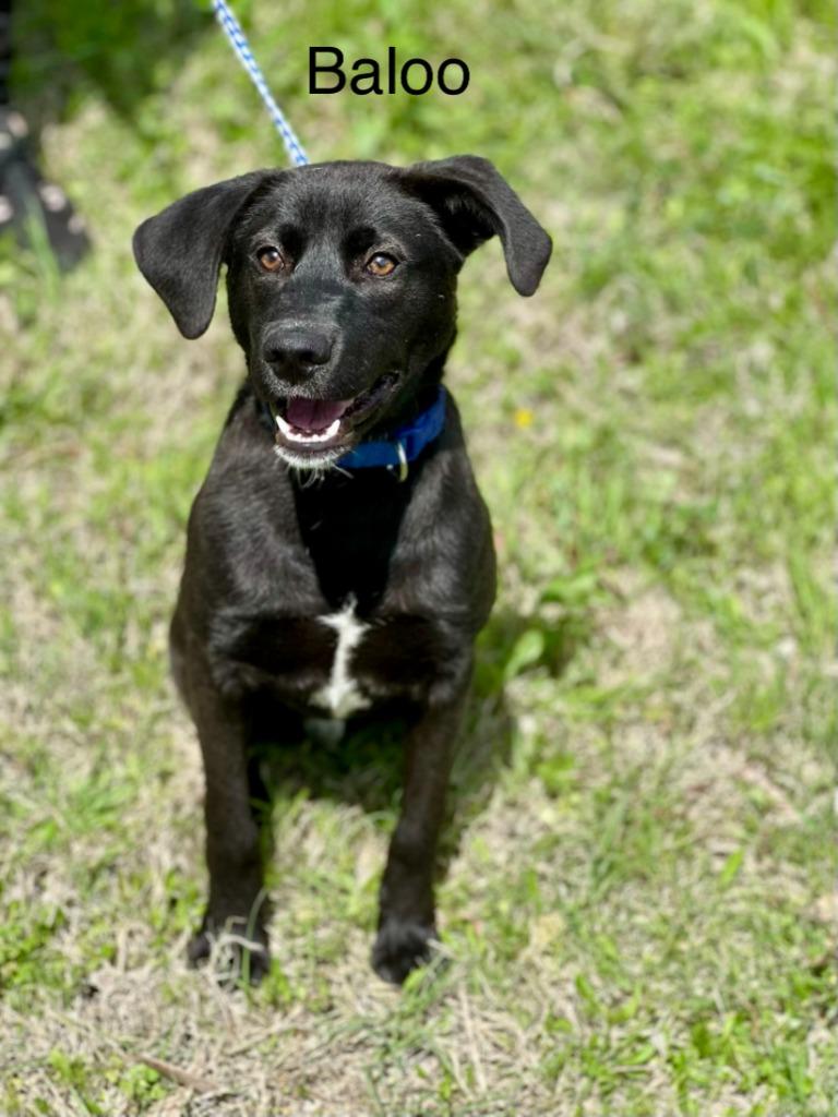 Enlarge Baloo, a Adoptable Labrador Retriever in Huntsville, TX image 1/1
