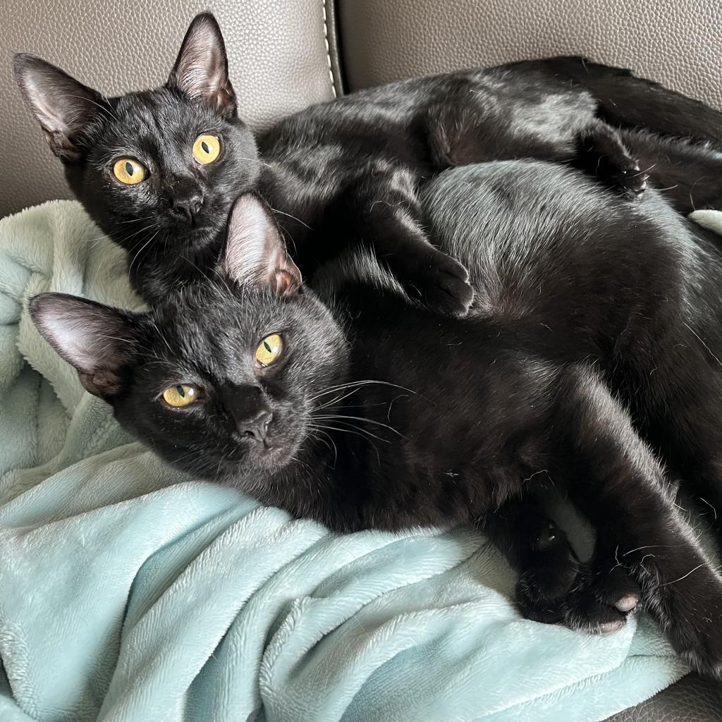 Tillie, Adoptable, Adult Female Domestic Short Hair.