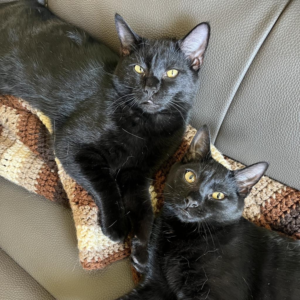 Tillie, a Adoptable Domestic Short Hair in La Grange, KY image 2/4