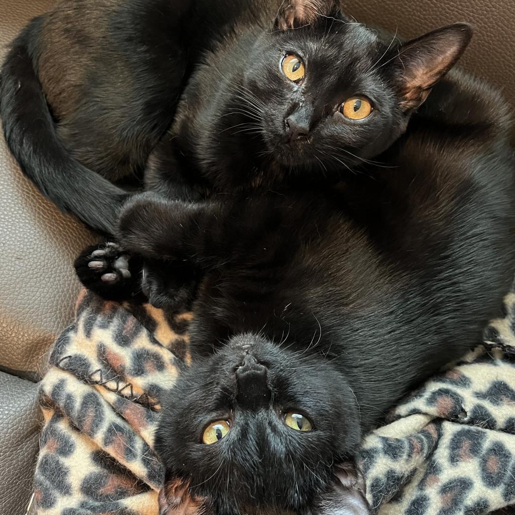 Tillie, a Adoptable Domestic Short Hair in La Grange, KY image 3/4