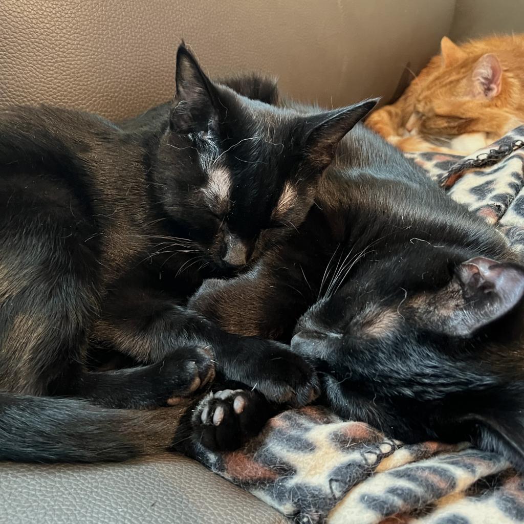 Tillie, a Adoptable Domestic Short Hair in La Grange, KY image 4/4