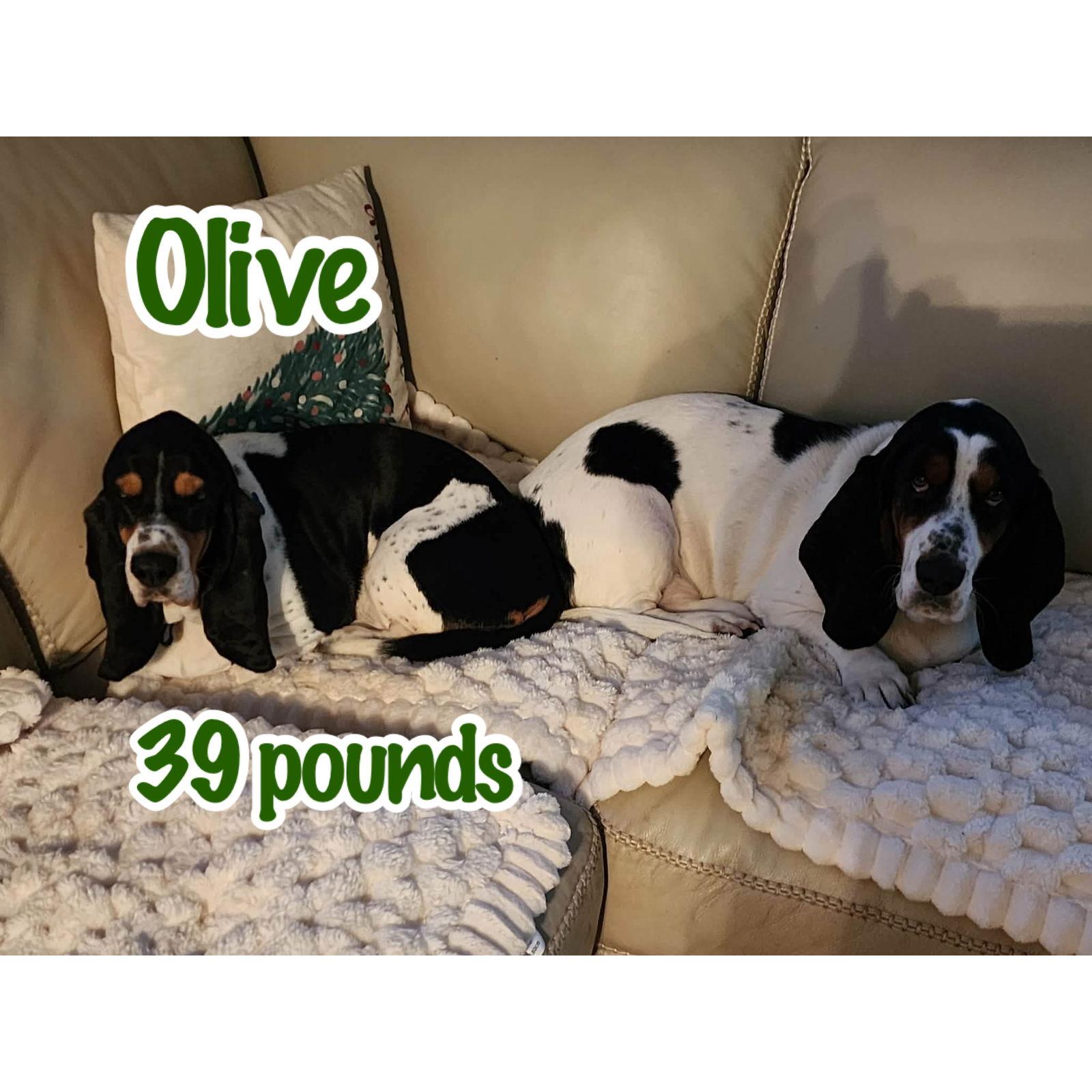 Olive, Adopted, Adult Female Basset Hound.