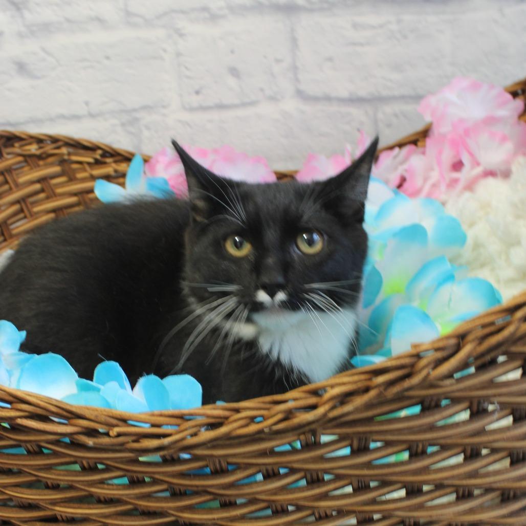 Enlarge Wrangler, a Adoptable Domestic Short Hair in Harrisonburg, VA image 1/4
