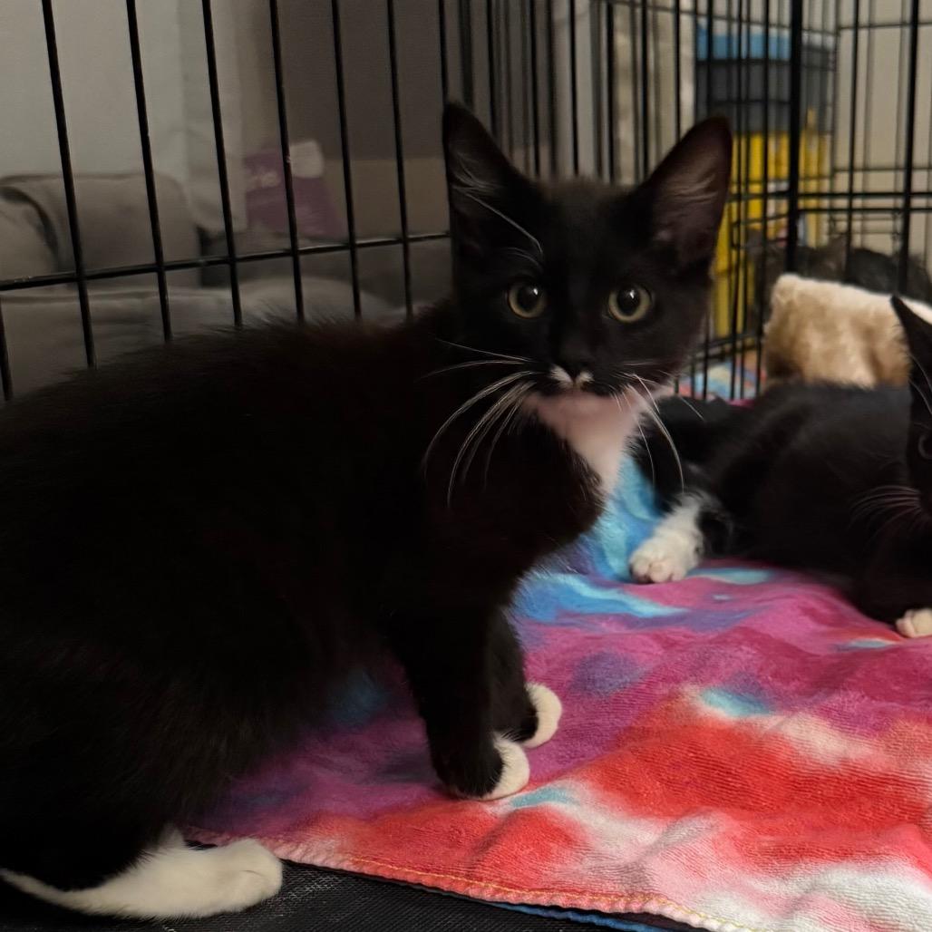 Enlarge Wrangler, a Adoptable Domestic Short Hair in Harrisonburg, VA image 2/4