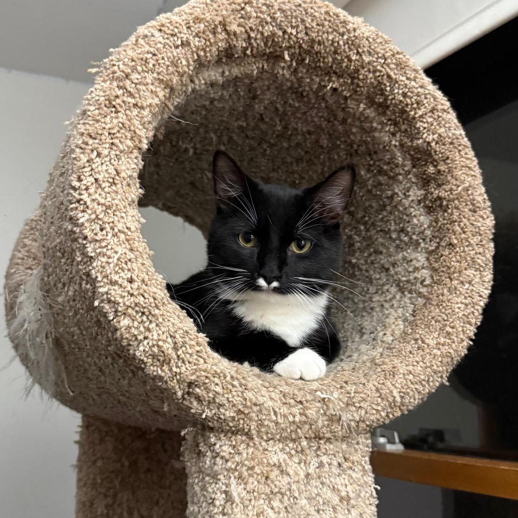 Enlarge Wrangler, a Adoptable Domestic Short Hair in Harrisonburg, VA image 3/4