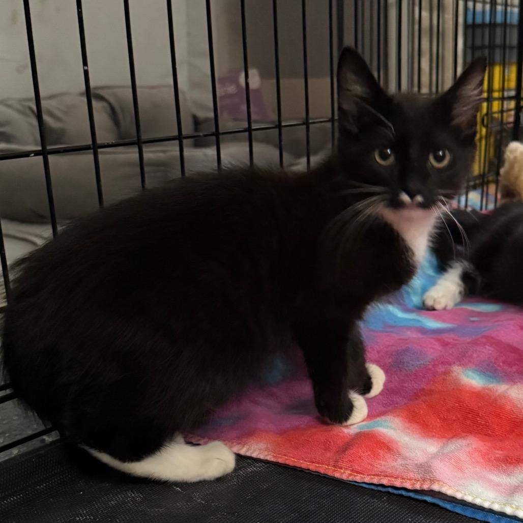 Enlarge Wrangler, a Adoptable Domestic Short Hair in Harrisonburg, VA image 4/4