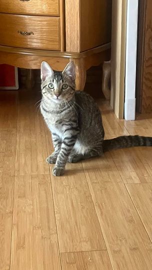 Enlarge Maui Patrick, a Adoptable mixed breed in Omaha, NE image 1/6