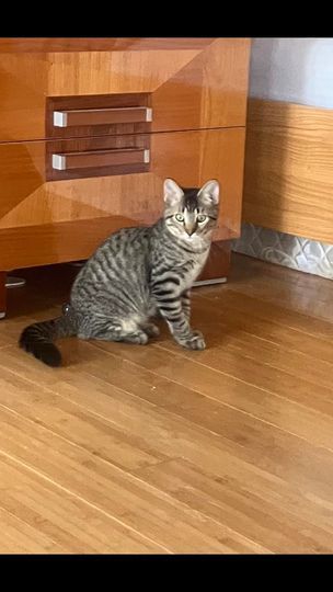 Enlarge Maui Patrick, a Adoptable mixed breed in Omaha, NE image 2/6