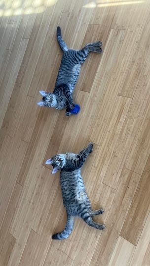 Enlarge Maui Patrick, a Adoptable mixed breed in Omaha, NE image 3/6