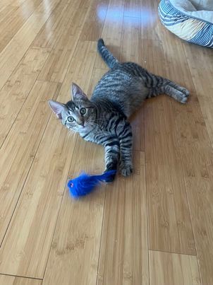 Enlarge Maui Patrick, a Adoptable mixed breed in Omaha, NE image 4/6