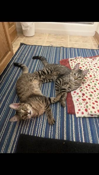 Enlarge Maui Patrick, a Adoptable mixed breed in Omaha, NE image 6/6