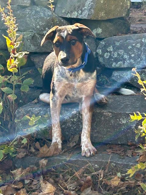 Julius - Come Meet Me!