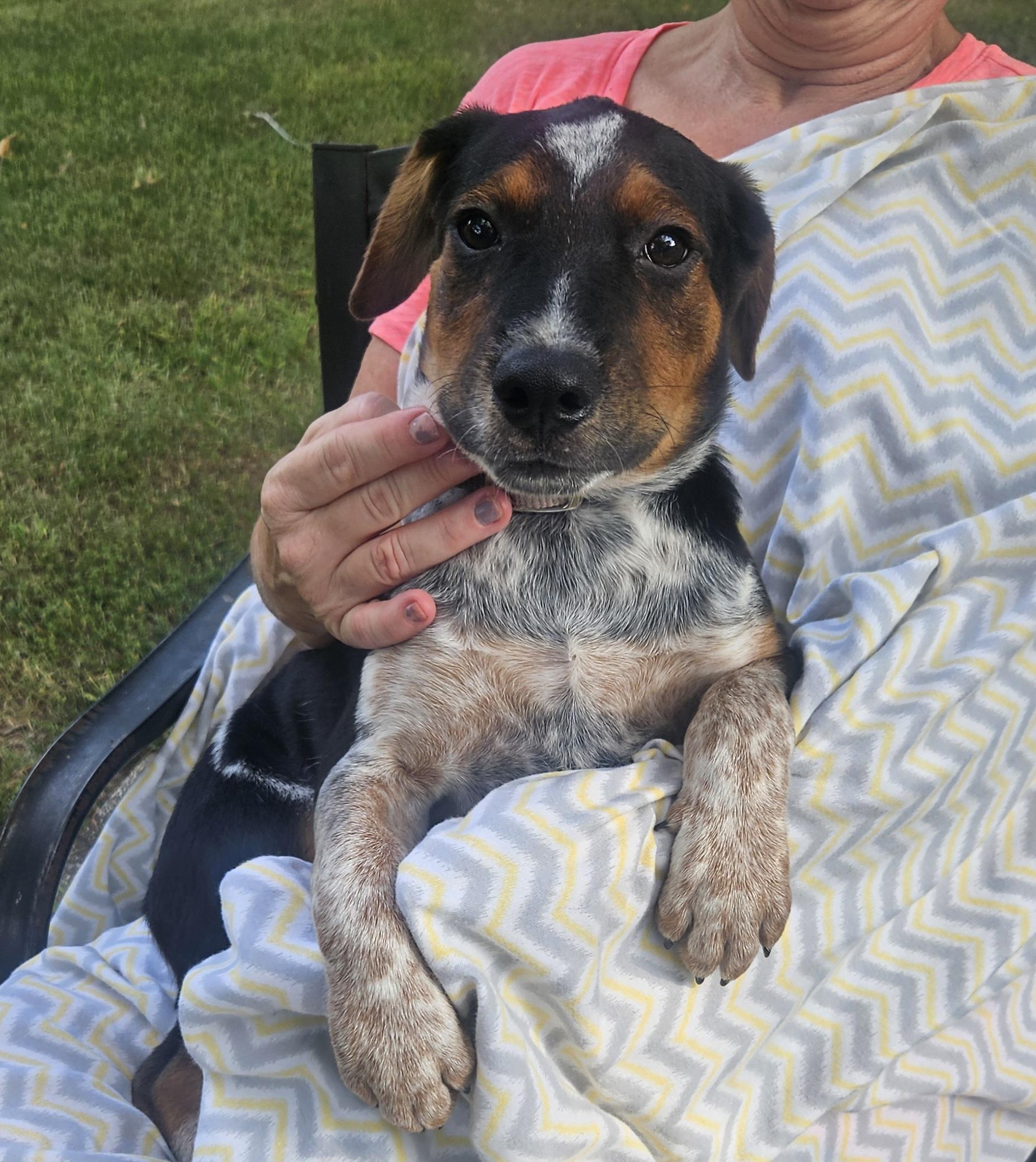 Julius - Come Meet Me!