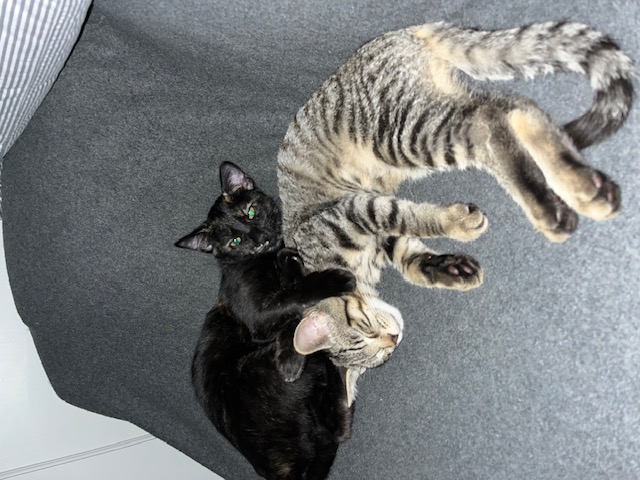 Enlarge Daisy Mae, a Adopted Tabby in San Francisco, CA image 5/5