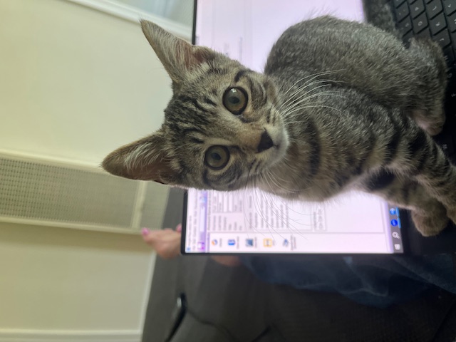 Enlarge Daisy Mae, a Adopted Tabby in San Francisco, CA image 1/5