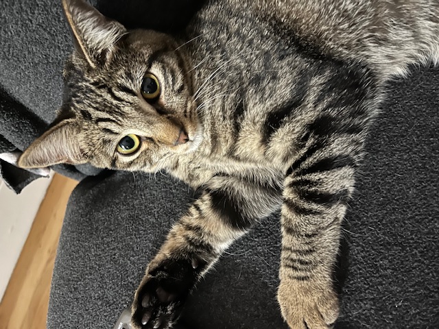 Enlarge Daisy Mae, a Adopted Tabby in San Francisco, CA image 3/5