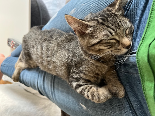 Enlarge Daisy Mae, a Adopted Tabby in San Francisco, CA image 4/5